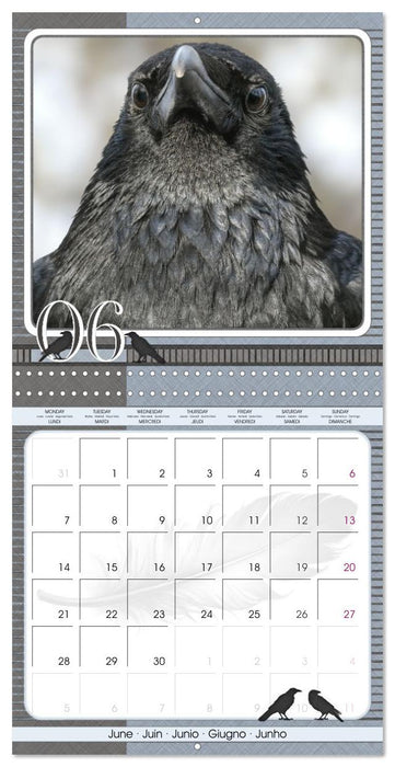 Crows. Portraits of Intelligence. Cleverly scheduled. (CALVENDO Monthly Calendar 2027)