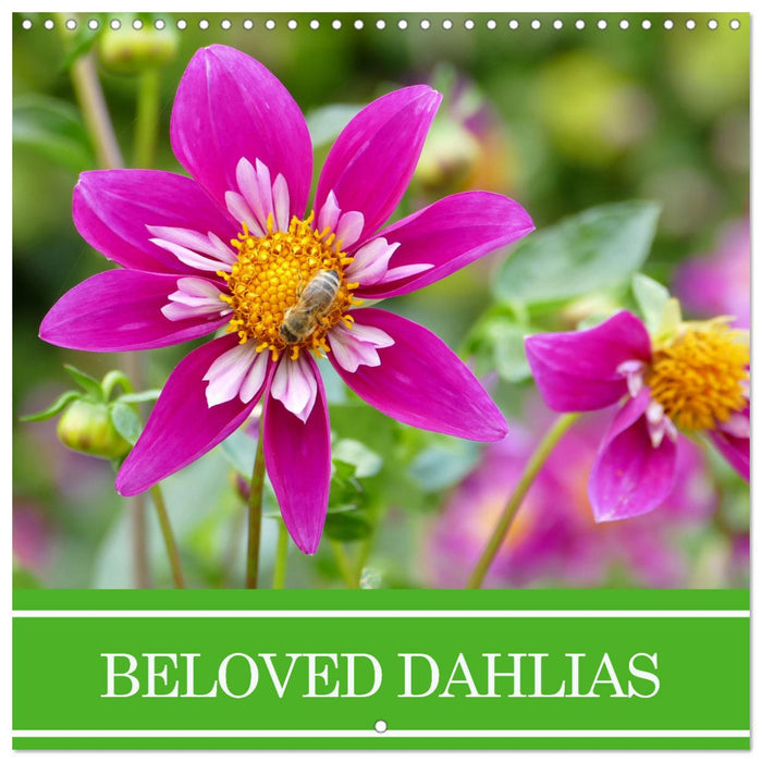 Beloved dahlias (CALVENDO Monthly Calendar 2027)