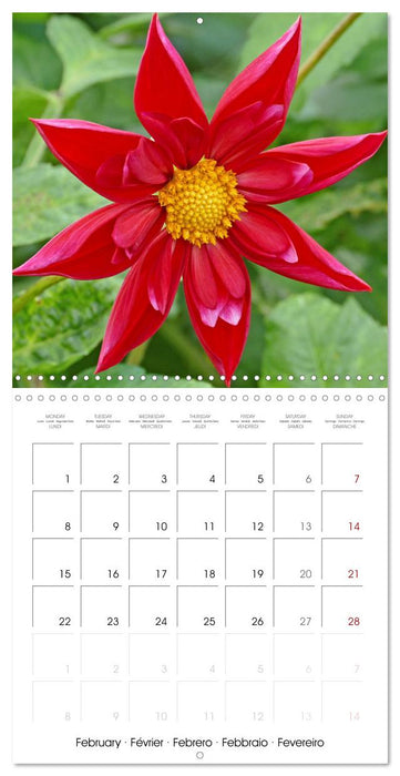 Beloved dahlias (CALVENDO Monthly Calendar 2027)