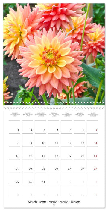 Beloved dahlias (CALVENDO Monthly Calendar 2027)