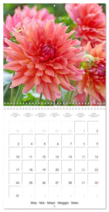 Beloved dahlias (CALVENDO Monthly Calendar 2027)