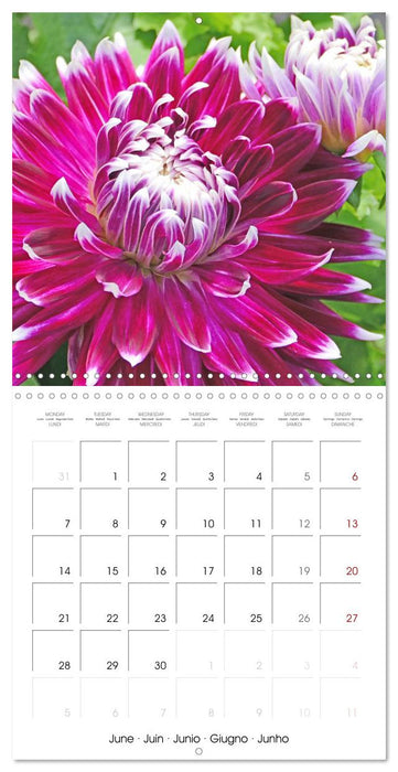 Beloved dahlias (CALVENDO Monthly Calendar 2027)