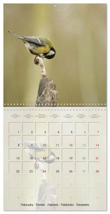 Le jardin des mésanges (CALVENDO Calendrier mensuel 2027)