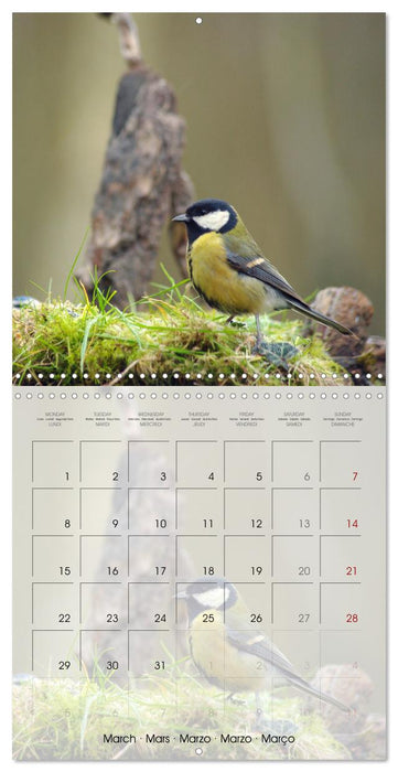 Le jardin des mésanges (CALVENDO Calendrier mensuel 2027)