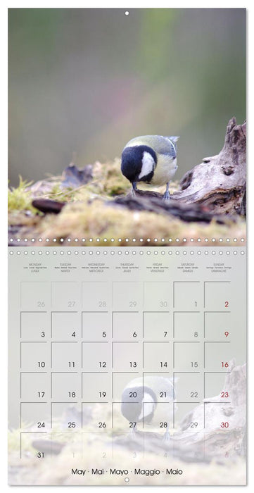 Le jardin des mésanges (CALVENDO Calendrier mensuel 2027)