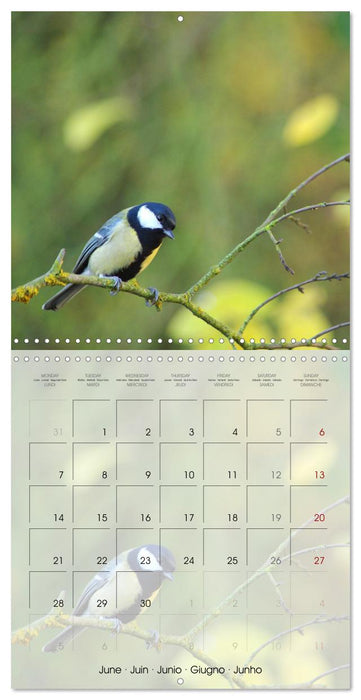 Le jardin des mésanges (CALVENDO Calendrier mensuel 2027)
