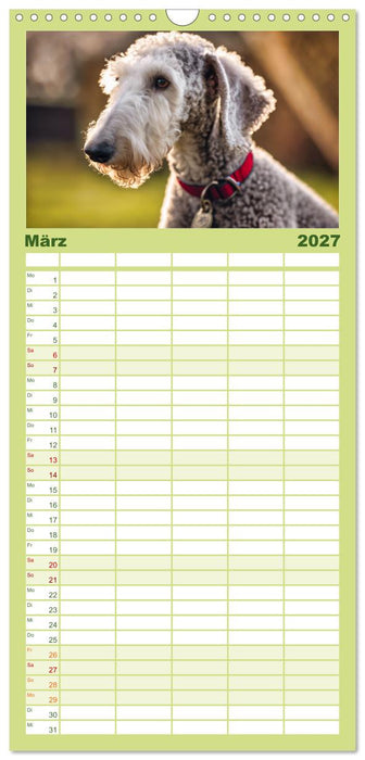 Bedlington Terrier - Hunde im Schafspelz (CALVENDO Familienplaner 2027)