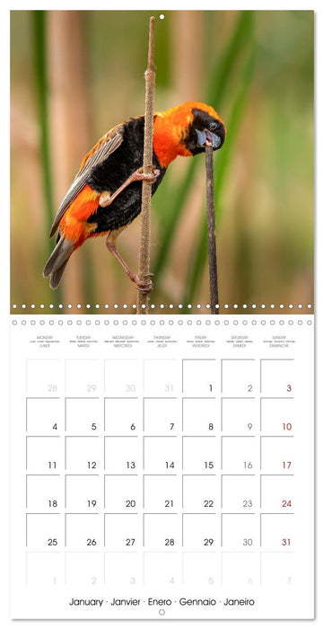 Feathered Jewels (CALVENDO Monthly Calendar 2027)
