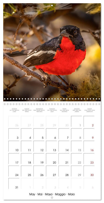 Feathered Jewels (CALVENDO Monthly Calendar 2027)