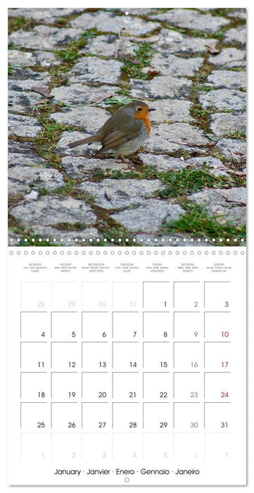 WILD GARDEN ANIMALS (CALVENDO Monthly Calendar 2027)