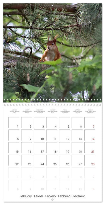 WILD GARDEN ANIMALS (CALVENDO Monthly Calendar 2027)