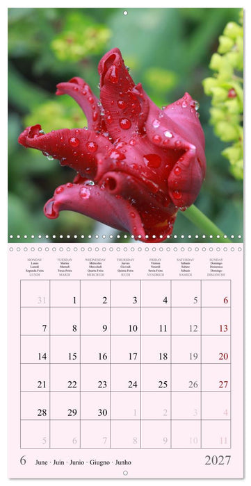 Les saisons en fleurs (CALVENDO Calendrier mensuel 2027)