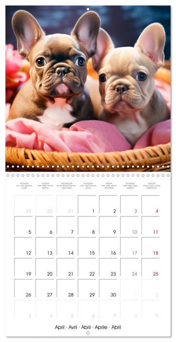 FRENCH BULLDOG Vigilant and brave (CALVENDO Monthly Calendar 2027)