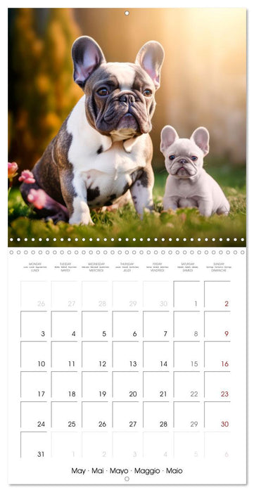 FRENCH BULLDOG Vigilant and brave (CALVENDO Monthly Calendar 2027)