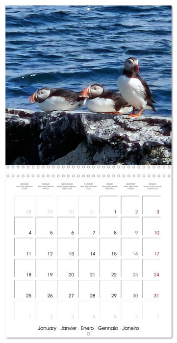 Puffin Pals (CALVENDO Monthly Calendar 2027)