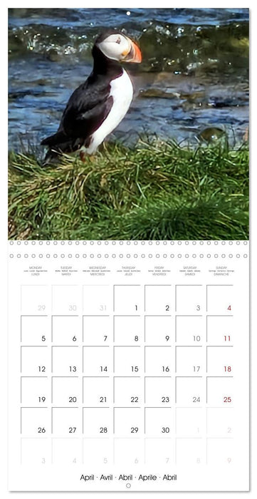 Puffin Pals (CALVENDO Monthly Calendar 2027)