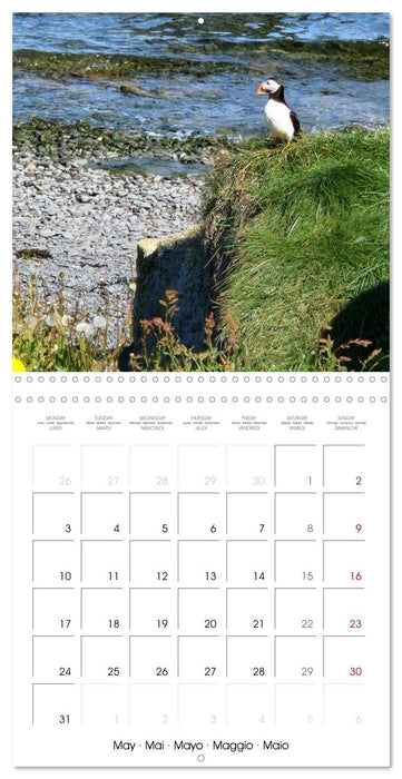 Puffin Pals (CALVENDO Monthly Calendar 2027)