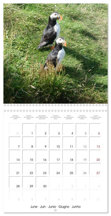 Puffin Pals (CALVENDO Monthly Calendar 2027)