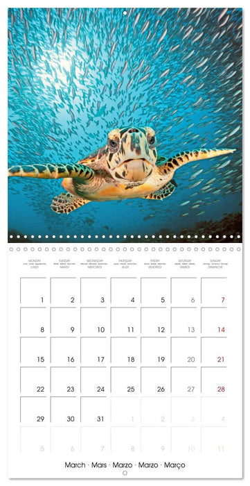 La plongée : merveilles du grand bleu (CALVENDO Calendrier mensuel 2027)
