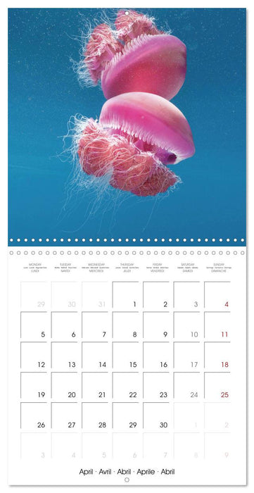 La plongée : merveilles du grand bleu (CALVENDO Calendrier mensuel 2027)