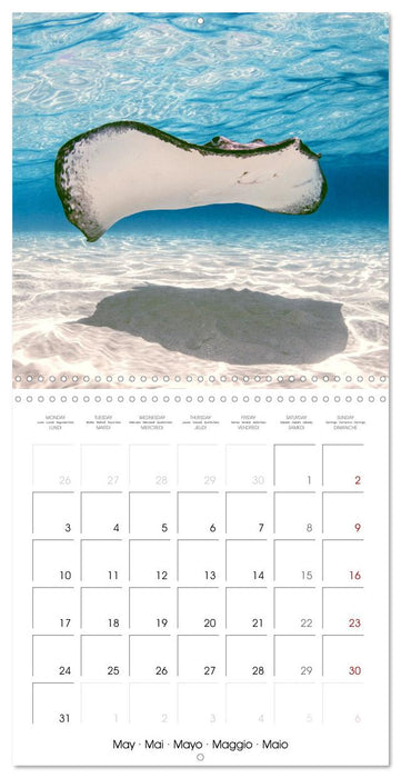 La plongée : merveilles du grand bleu (CALVENDO Calendrier mensuel 2027)