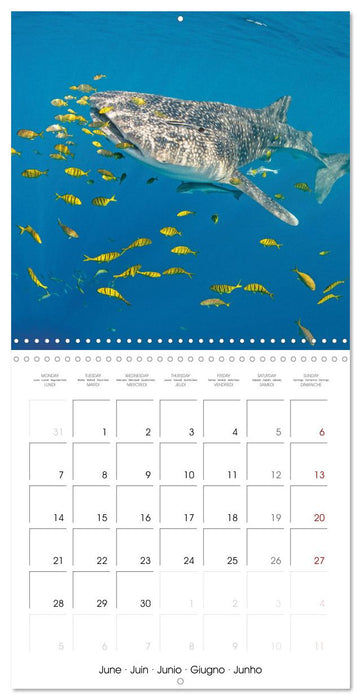 La plongée : merveilles du grand bleu (CALVENDO Calendrier mensuel 2027)