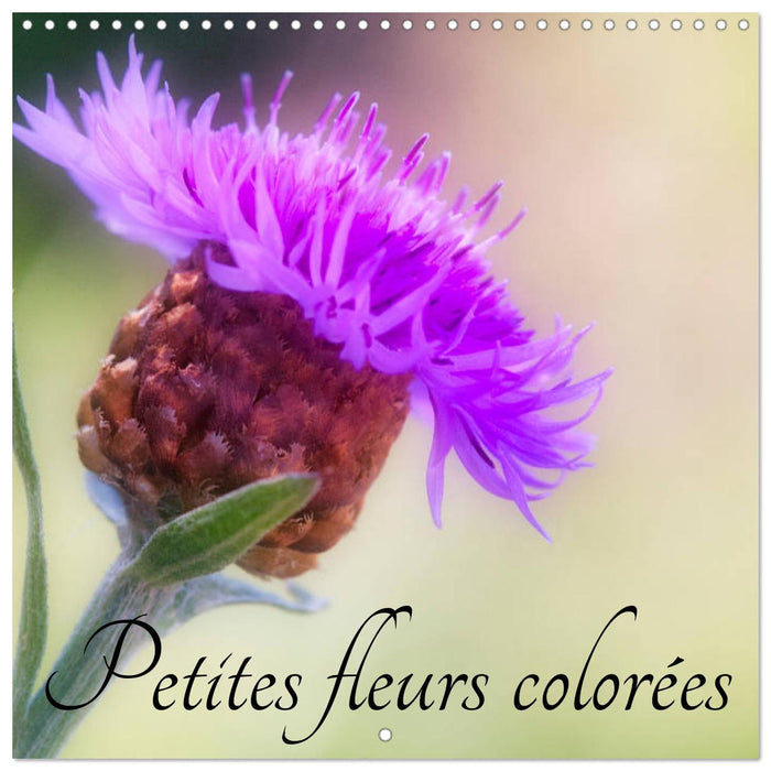 Petites fleurs colorées (CALVENDO Calendrier mensuel 2027)