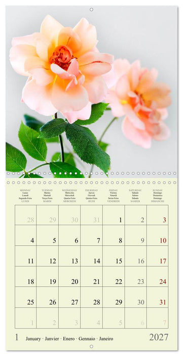 Petites fleurs colorées (CALVENDO Calendrier mensuel 2027)