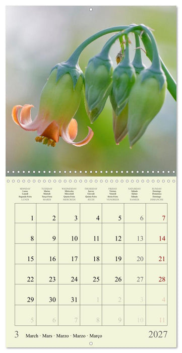 Petites fleurs colorées (CALVENDO Calendrier mensuel 2027)