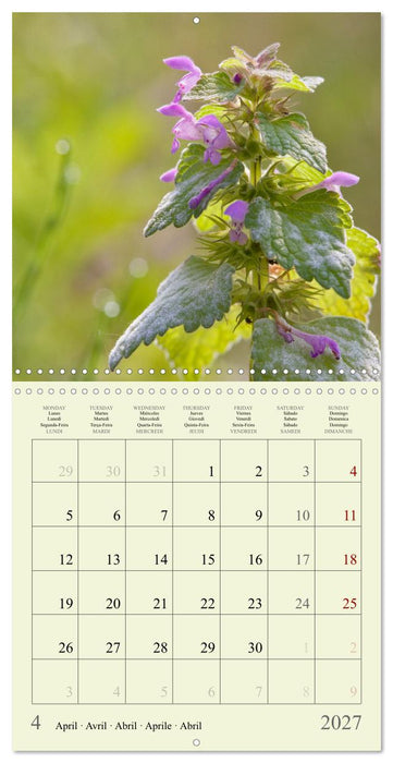 Petites fleurs colorées (CALVENDO Calendrier mensuel 2027)