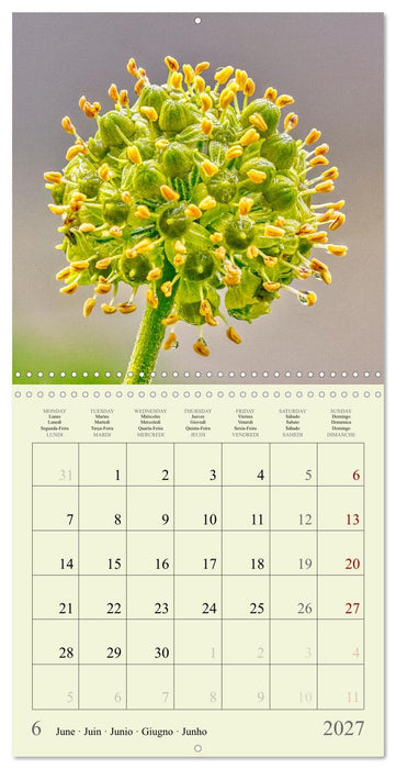 Petites fleurs colorées (CALVENDO Calendrier mensuel 2027)