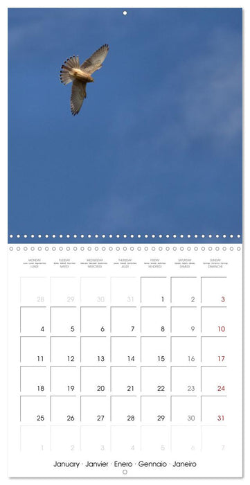 Deux étés en Vallée d'Ossau (CALVENDO Calendrier mensuel 2027)