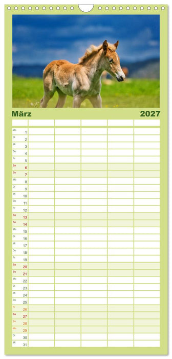 Haflinger Pferde in Thüringen (CALVENDO Familienplaner 2027)
