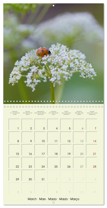 Flowers from dreamland (CALVENDO Monthly Calendar 2027)