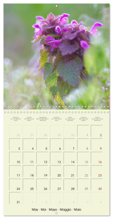 Flowers from dreamland (CALVENDO Monthly Calendar 2027)