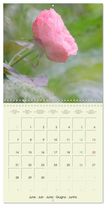 Flowers from dreamland (CALVENDO Monthly Calendar 2027)
