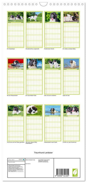 Traumhund Landseer (CALVENDO Familienplaner 2027)