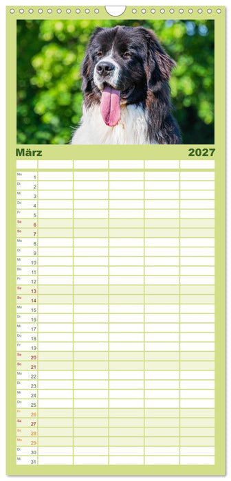 Traumhund Landseer (CALVENDO Familienplaner 2027)