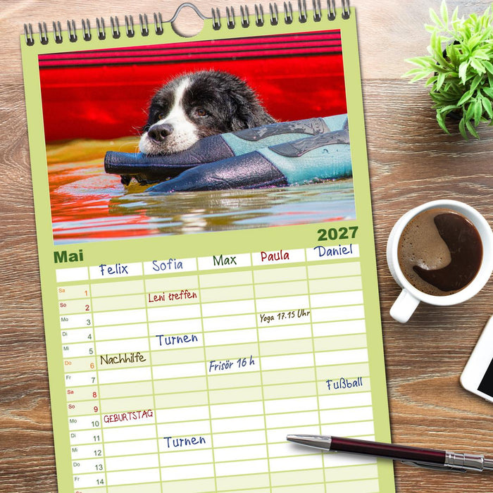 Traumhund Landseer (CALVENDO Familienplaner 2027)