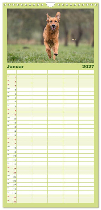 Fröhliche Hunde (CALVENDO Familienplaner 2027)