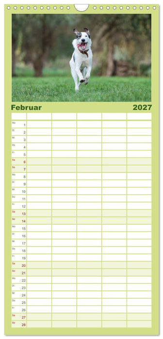 Fröhliche Hunde (CALVENDO Familienplaner 2027)