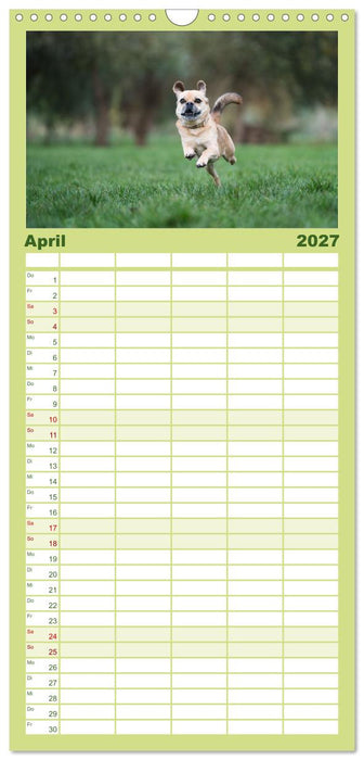 Fröhliche Hunde (CALVENDO Familienplaner 2027)