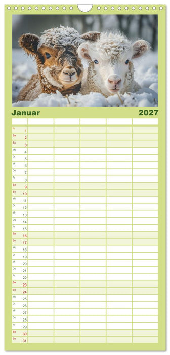 Schottische Hochland Rinder (CALVENDO Familienplaner 2027)