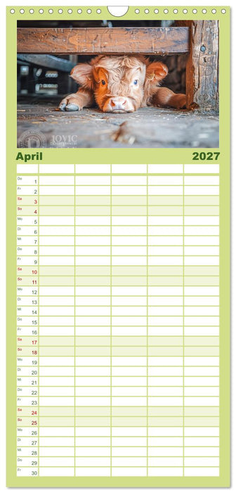 Schottische Hochland Rinder (CALVENDO Familienplaner 2027)