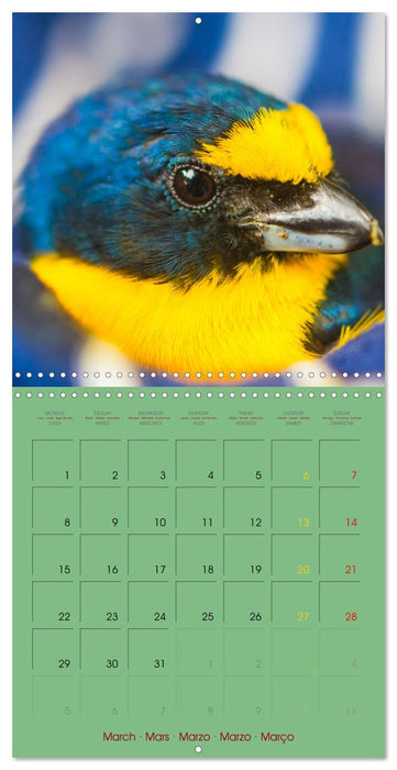 Douze oiseaux de la capitale du Costa Rica (CALVENDO Calendrier mensuel 2027)