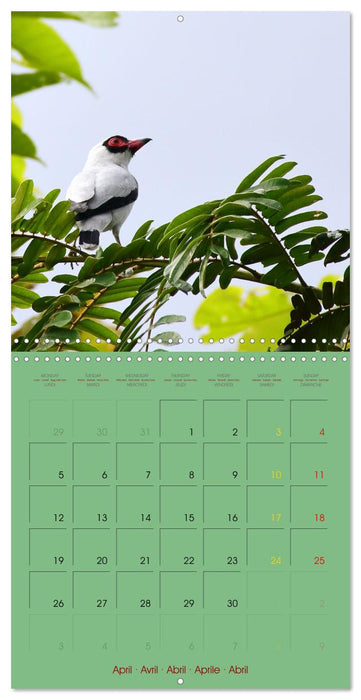 Douze oiseaux de la capitale du Costa Rica (CALVENDO Calendrier mensuel 2027)