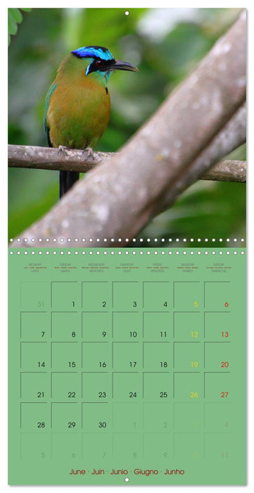 Douze oiseaux de la capitale du Costa Rica (CALVENDO Calendrier mensuel 2027)