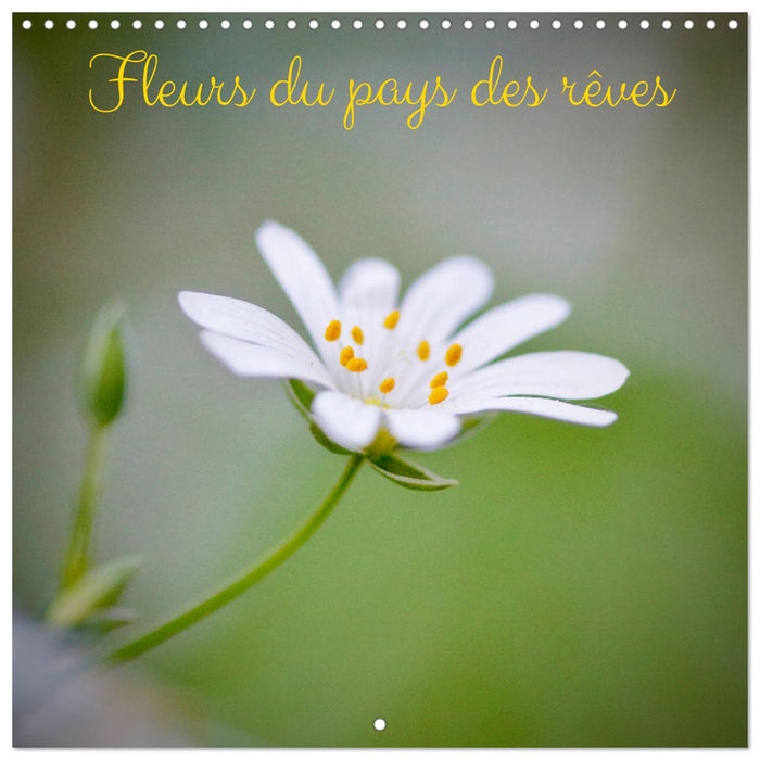 Fleurs du pays des rêves (CALVENDO Calendrier mensuel 2027)