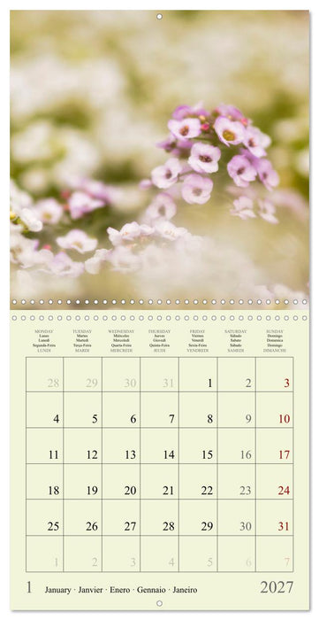 Fleurs du pays des rêves (CALVENDO Calendrier mensuel 2027)
