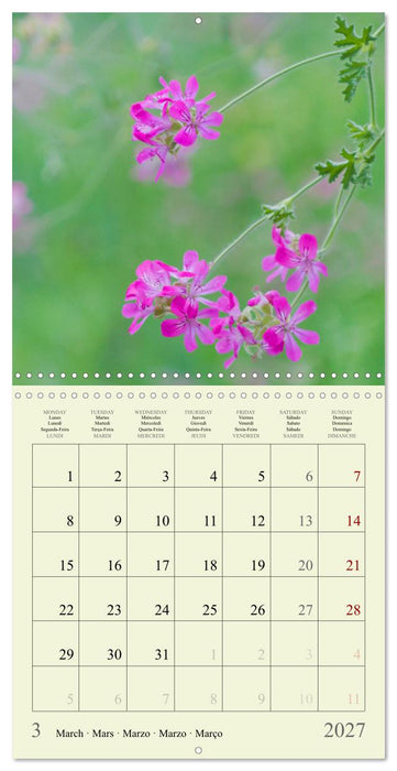 Fleurs du pays des rêves (CALVENDO Calendrier mensuel 2027)